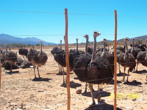 Ostrich farm near De Rust