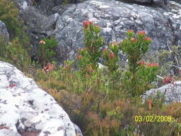 Protea growing wild on top of the mountain