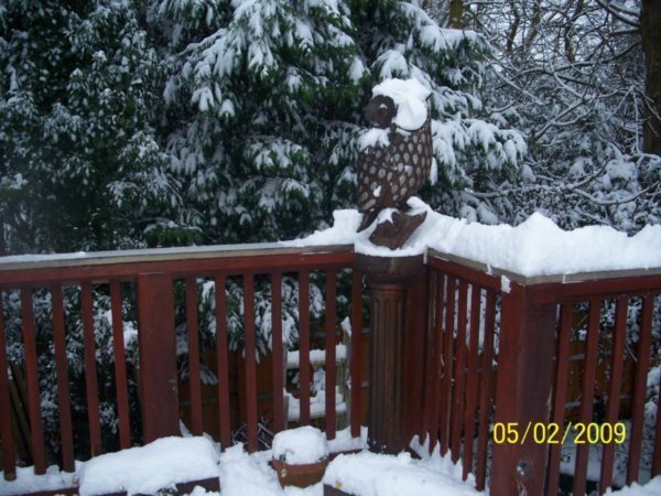 Our owl on the 5th after heavy snow