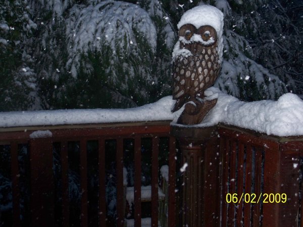 Our owl on the 6th after more heavy snow
