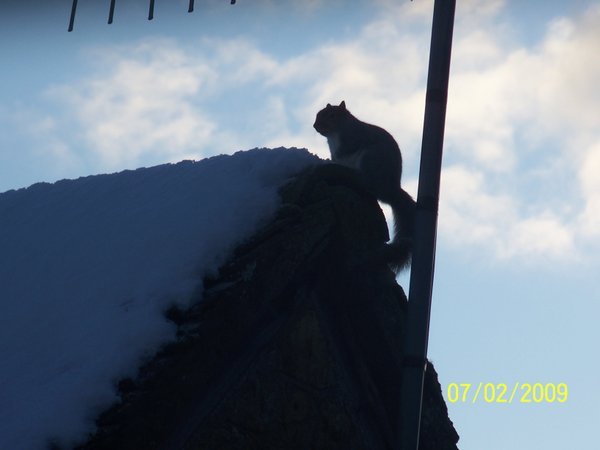 Squirrel on the roof next door