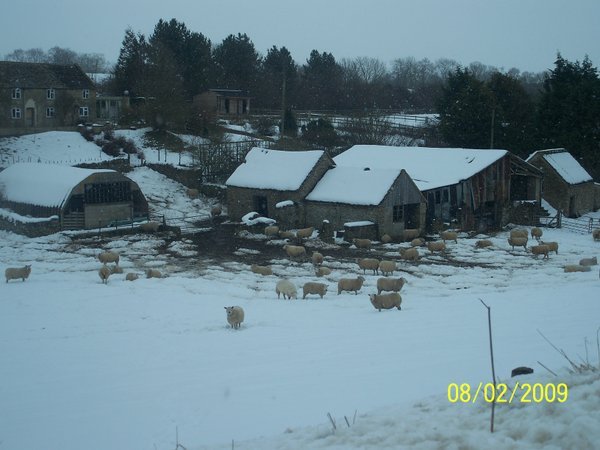 Woolly sheep in the snow