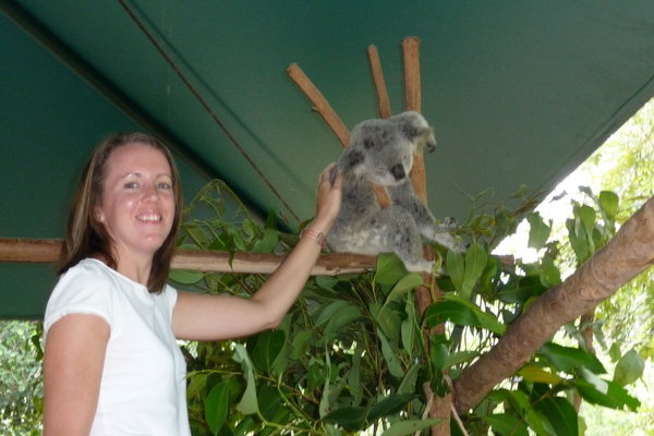 Koala patting