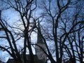 Trees and Church