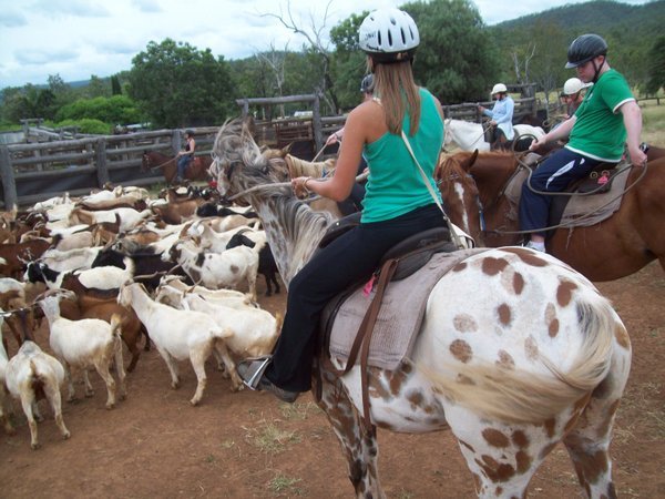 goat mustering