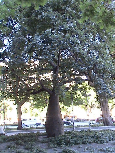 BuAi Tree