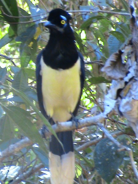 Bird Iguazu
