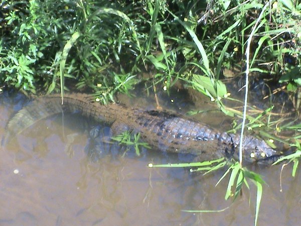 Iguazu Aligator