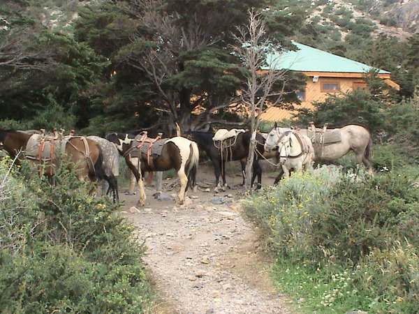 Horses at Chileno