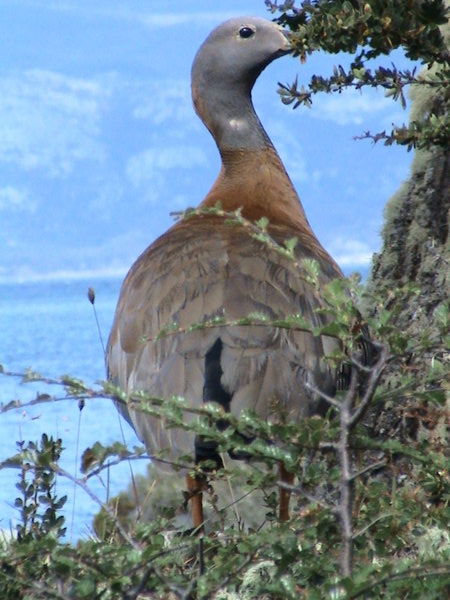 Goose at Ushuaia park