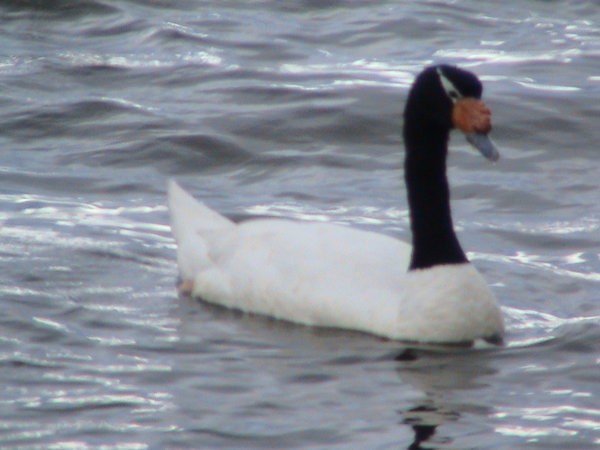 Swan at Curico