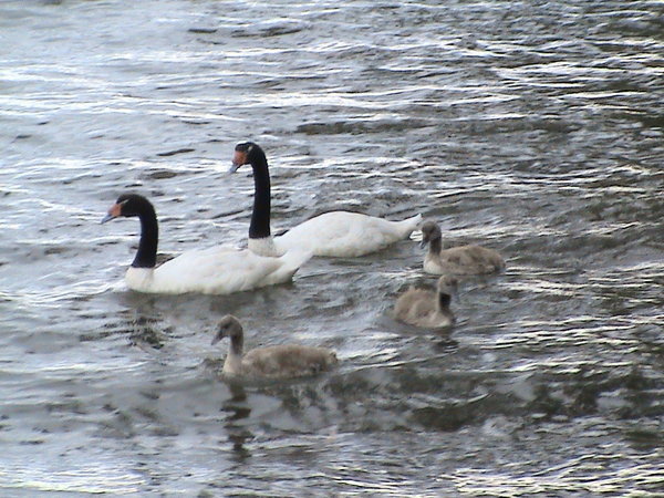 Swan and kids