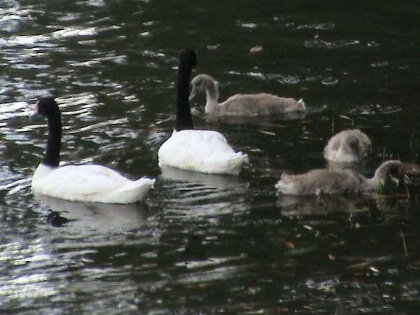 Swans and kids