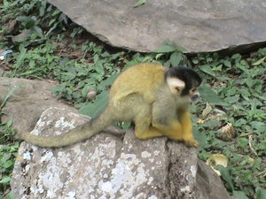monkey at Sendero Verde