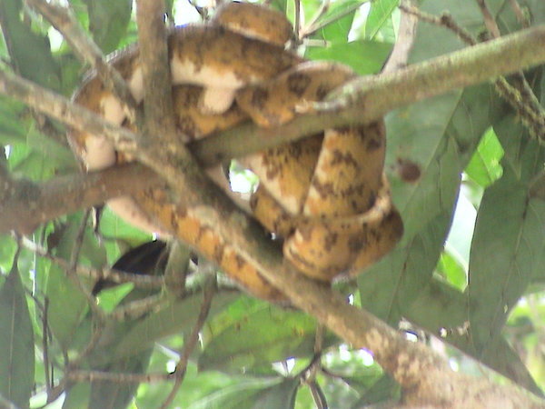 Cuyabeno snake