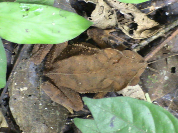 Cuyabeno - Frog
