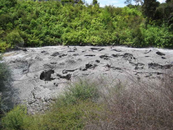 Mud pool at Te Puia