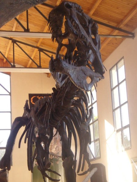 Big dinosaur bones