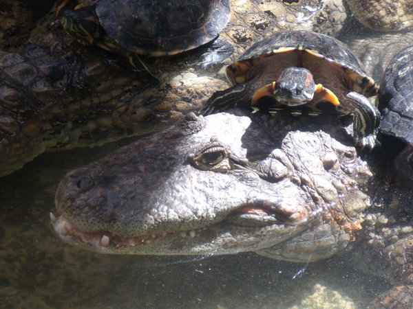 A croc and terrapin