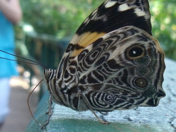 pretty butterflies everywhere