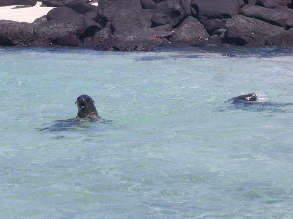 Sealions playing