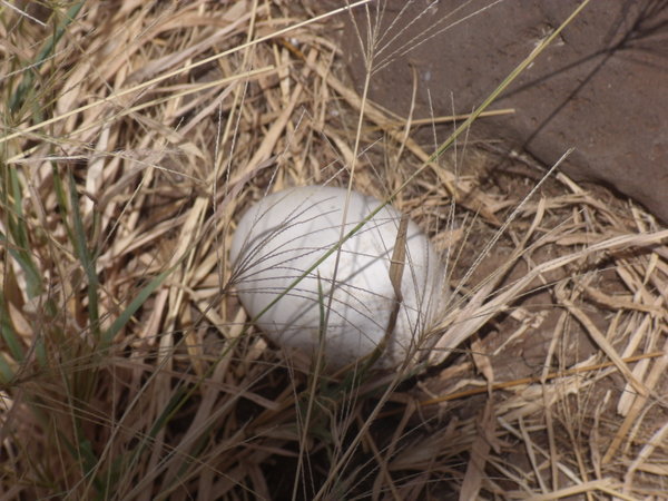 An abandoned albatross egg