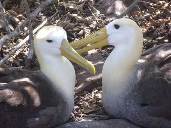 Albatrosses
