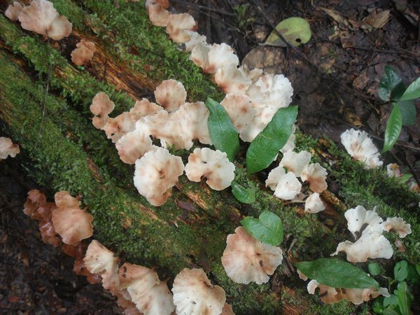 Jungle mushrooms