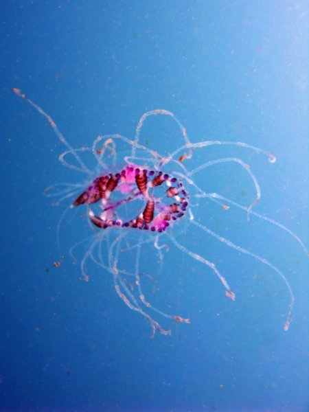 Crazy jelly fish