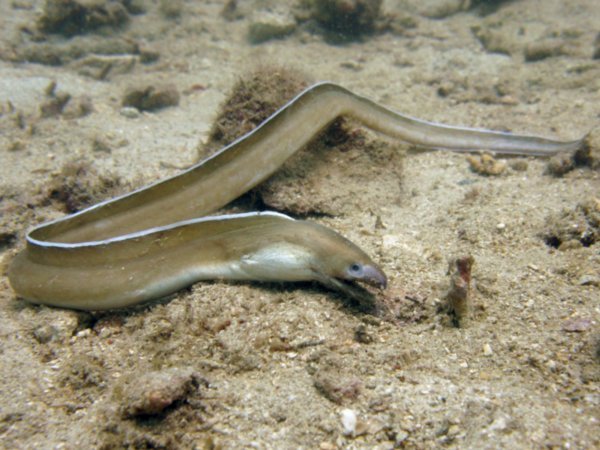 Morray eel