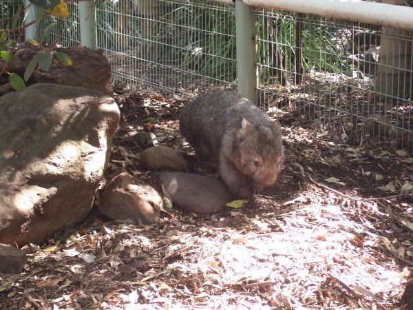 Wombats Rule!