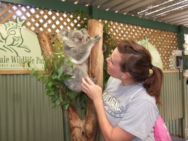 Petting a Koala!