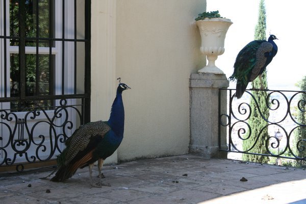 Real Peacocks this time!