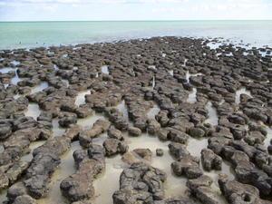 Stromatolites....