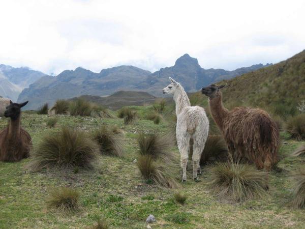 Chillin' with llamas