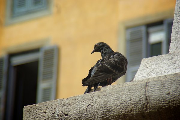 Bird in Nice