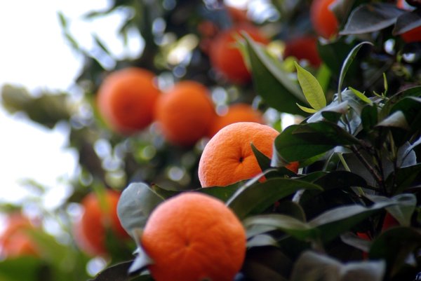 Orange tree in Menton