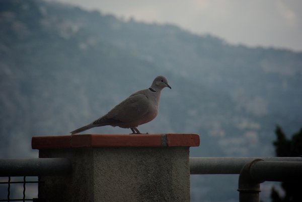 Bird on balcony