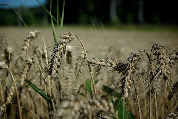 Wheat field, Austria