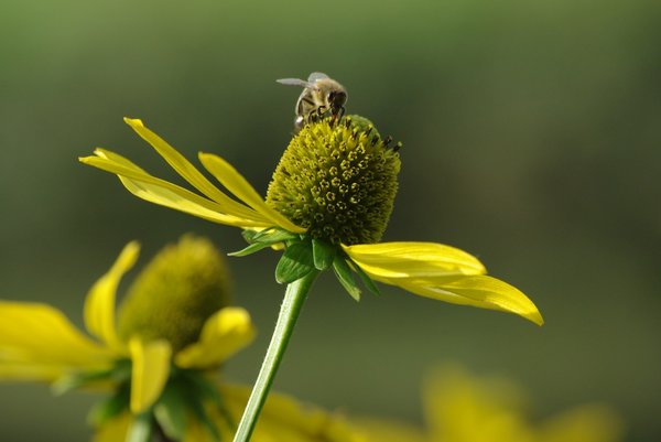 Bee on flower, Passau