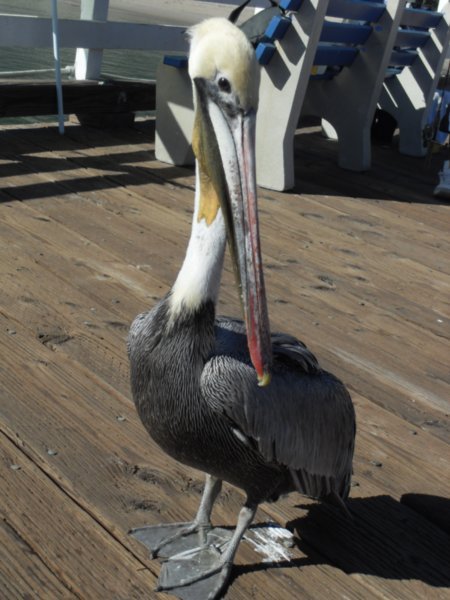 Hungry Pelican - malibu