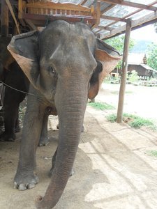 Our blind elephant