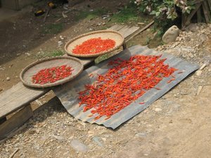Peppers drying in the scorching sun