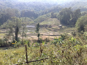 One of the views of the paddy fields