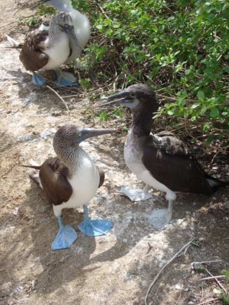 Some Blue Footed Boobies