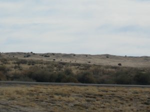 New Mexico--The Land of Shrubs
