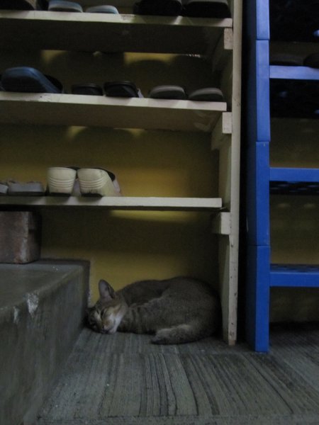 Shoe/cat rack at our guesthouse