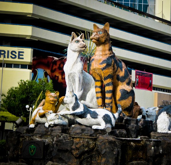 Kuching means cat