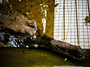 This is the croc I overlooked. Eek.