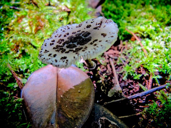 Fungi of the rainforest